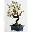 Bonsai (di 8anni)