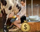 OGNI STRISCUATA VOGLIO UN MUGGITO DELLA VACCA MARGHERITA 