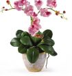 La mia pianta preferita, l'orchidea.