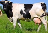MUNGITURA FOLLE DI MUCCA MILKY