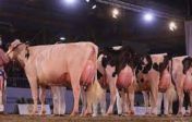ALLA FIERA EUROPEA DELLE VACCHE - CARTELLA RISERVATA PER LA VACCA TONY